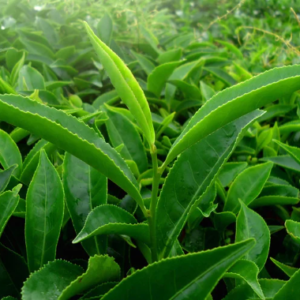 Funziona Green Teafy? Come si usa? Ingredienti e composizione?